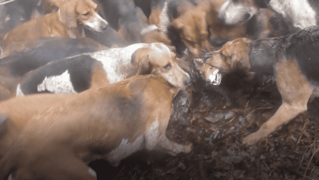 Derby Hunt Saboteurs tweet media