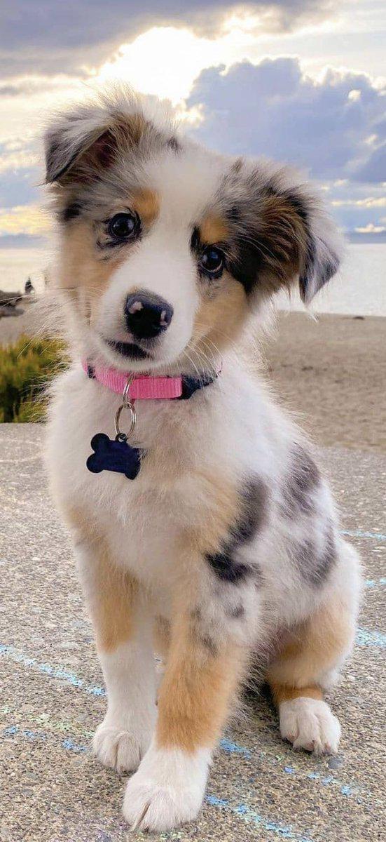 CrazyPetsstuff3's tweet photo. My sweet Andy https://t.co/2o93gDXCYf