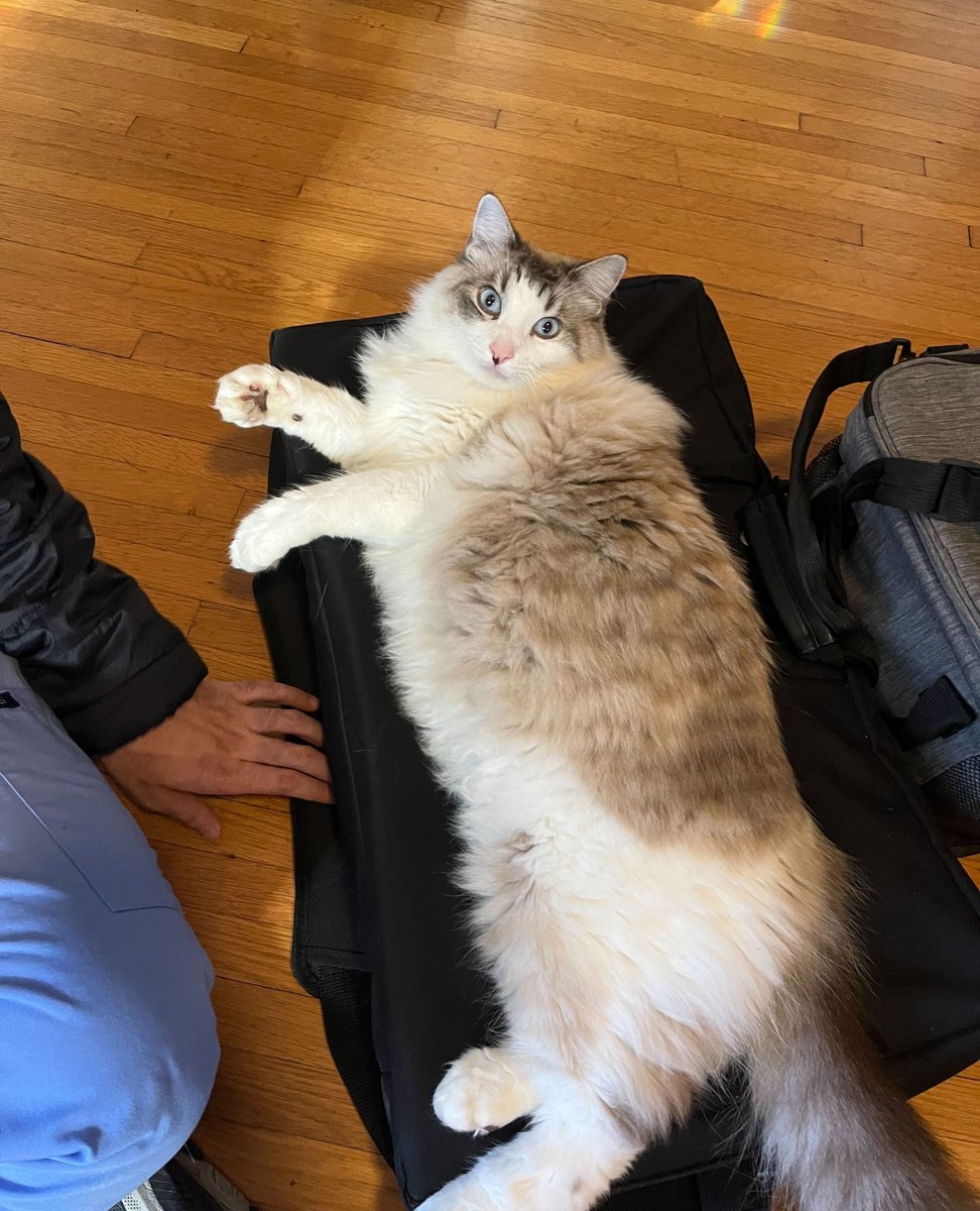 Meet Snowshoe (love the name!) He wasn't our patient today, but he couldn't help but get in on the action! How could we possibly resist this fluff? 🥹