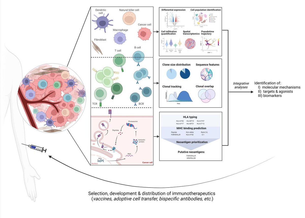New #JITC review: Historical perspective and future directions: computational science in immuno-oncology bit.ly/4aLDKTb @VanAllenLab @kevinmbio