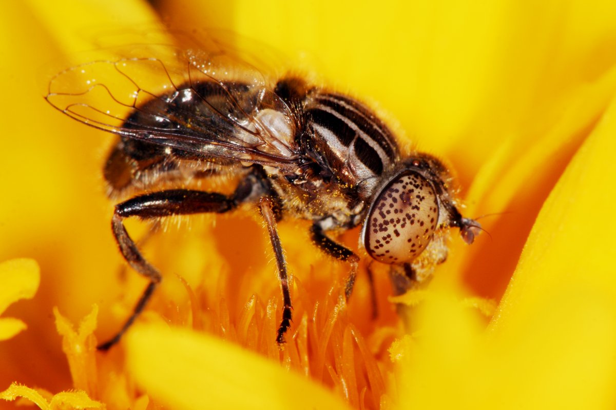 Natur_in_NRW's tweet photo. Man könnte denken, dass die Schwarze Augenfleck-#Schwebfliege (#Eristalinus sepulchralis) eine leicht bestimmbare Schwebfliegenart ist, aber es kommt z. B. auf deren Augenbehaarung an.
#artenvielfalt #nature #insekten #insects #natur #Diptera #Syrphidae #Schwebfliegen #hoverfly https://t.co/gUhAF14lPq