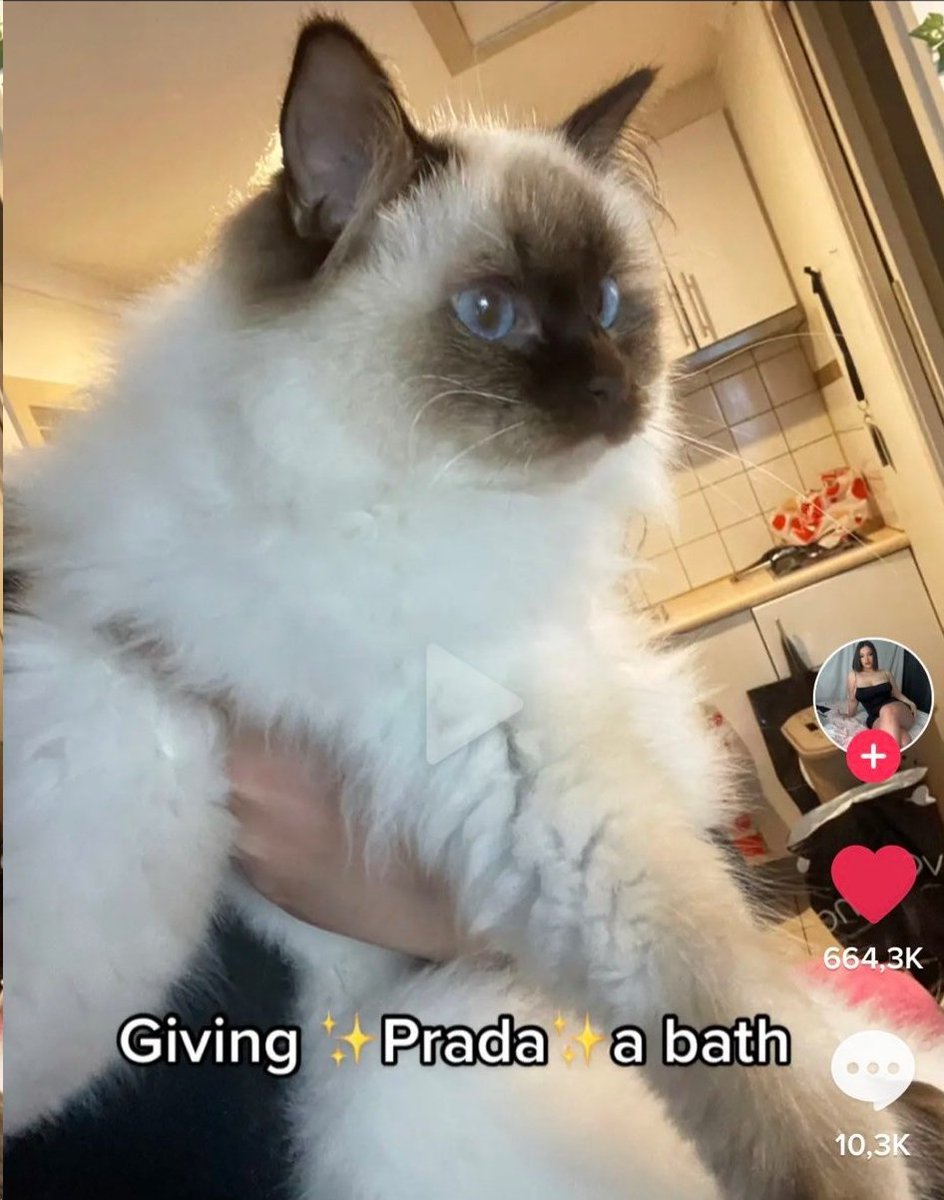 mischiefanimals's tweet image. 