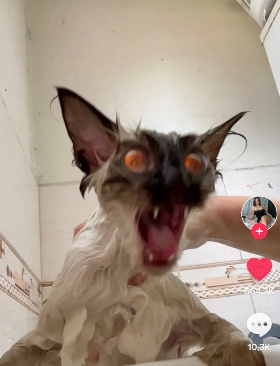 mischiefanimals's tweet image. 