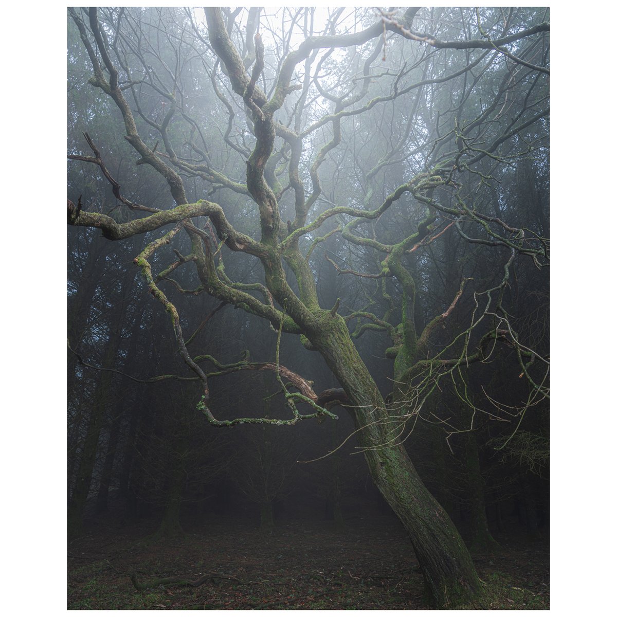 EliPWPhoto's tweet photo. A spooky Oak...celebrating the gloom of mid-winter in the UK. 
#woodland #onlandscape #forest #SonyAlpha https://t.co/a1FARLm0rT