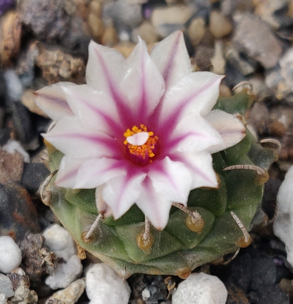 Turbinicarpus Panarottoii Pan68 ❤️
#turbinicarpus #cactus
