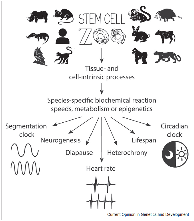 EbisuyaMiki's tweet photo. New review article from the lab: "The stem cell zoo for comparative studies of developmental tempo" by @JorgeLazaroF  and Jarek Sochacki🎉

Also, check out Supple Table 1 which summarizes ES/iPS cells of all available animal species!
https://t.co/LuzRG1vcIM https://t.co/WJfZiEnX2e