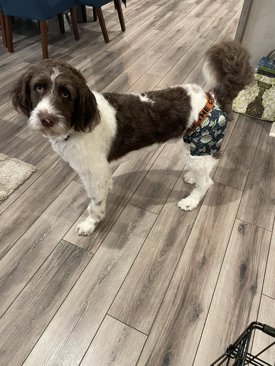 MaryVPwriter's tweet photo. @HerringAli Awww, I hope he’s doing better. 💙 After our big guy had surgery the vet told us to cut a hole in boxers to prevent licking because he kept knocking everything over with the cone. I hope your solution is working! It’s smart…and adorable! https://t.co/0i2Cz8JlVD