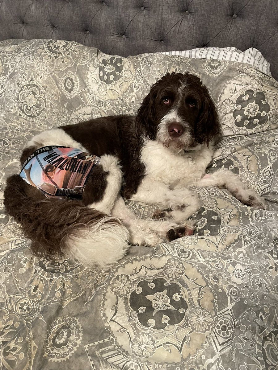 MaryVPwriter's tweet photo. @HerringAli Awww, I hope he’s doing better. 💙 After our big guy had surgery the vet told us to cut a hole in boxers to prevent licking because he kept knocking everything over with the cone. I hope your solution is working! It’s smart…and adorable! https://t.co/0i2Cz8JlVD