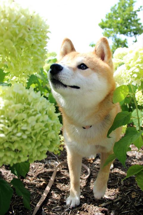 HourShiba's tweet photo. https://t.co/eDFfcNkvAU