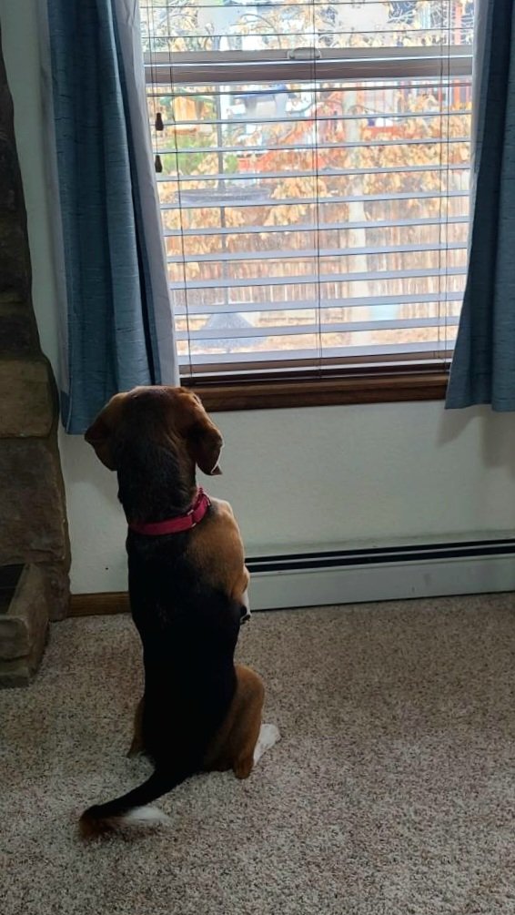 Praying to the god of Beagles for bunny rain...