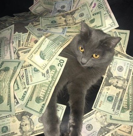 grayidyphylleia's tweet photo. me, when I get my salary:
also me, when I remember I have to pay for the rent, food and education: https://t.co/9r7xiLTRKx