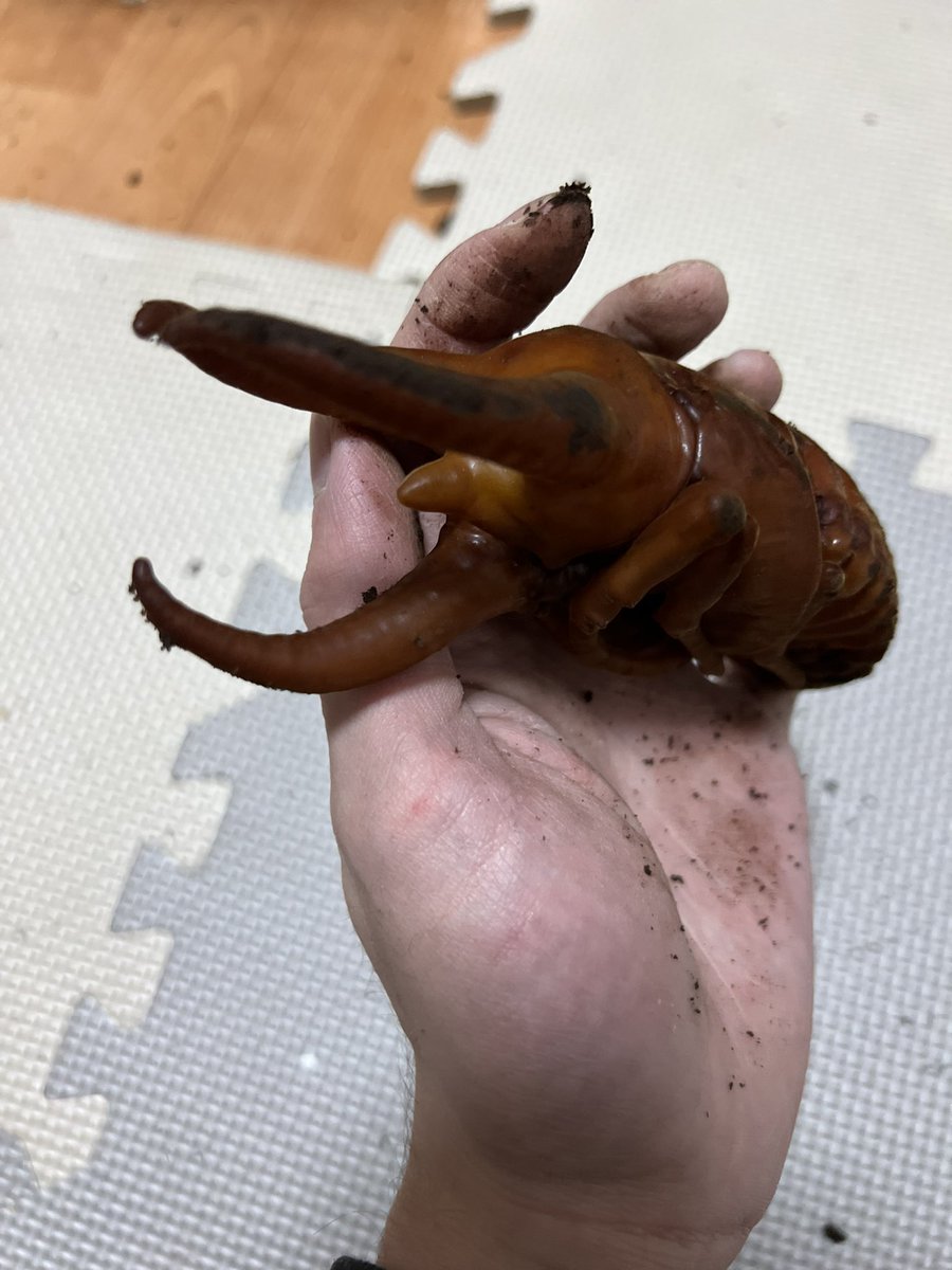 nokogirimania's tweet photo. よっしゃーーー！！！
キタァ！！！ https://t.co/eBT30NNNua