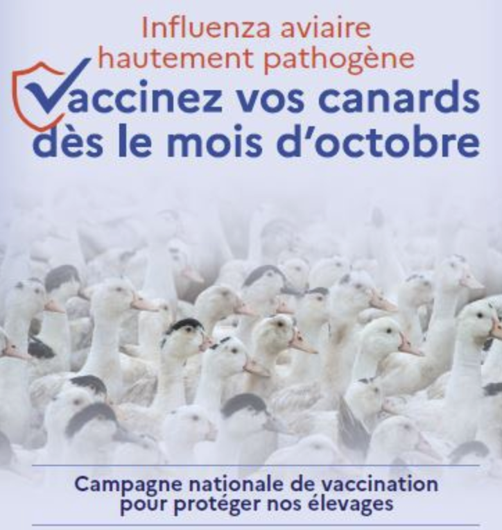 📌 #Influenza #Aviaire : lancement de la vaccination des #Canards. ➡️ Depuis octobre 2023, les élevages de plus de 250 canards doivent vacciner leurs volailles contre l’influenza aviaire. Faisons le point sur le déploiement en Bretagne 👉 tinyurl.com/5b4e8xse