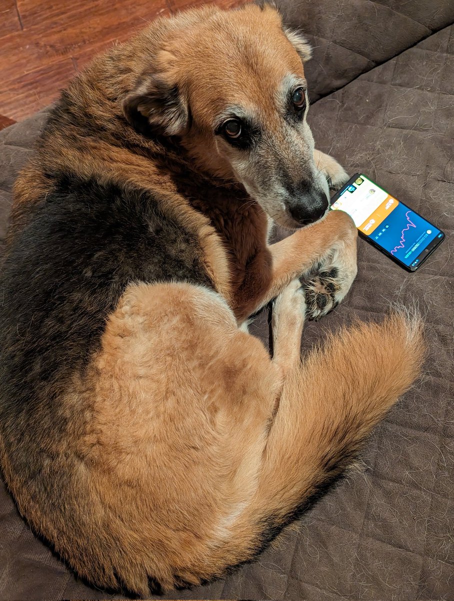 Patient666158's tweet photo. Relly claimed his @bonk_inu airdrop on his new @solanamobile
He heard it through the borkvine 🐾 more dog coins are to come... @samoyedcoin 
#sagapets #solanadogs https://t.co/GI8G0Zk8cn