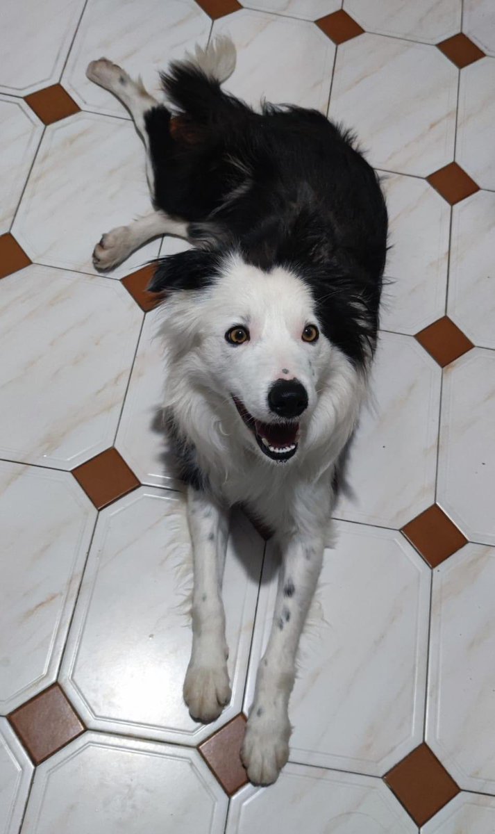LunaProtectora's tweet photo. BOWIE💖

Es un border collie super bueno y cariñoso🤗

Tiene año y medio. Le gusta jugar, pero es un perro tranquilo, equilibrado y muy dócil😍

Se lleva bien con machos, hembras y humanos, y de momento hasta con gatos.

¿Que más podemos pedir?

protectorafundacionluna@gmail.com https://t.co/yvIaKzsKuY