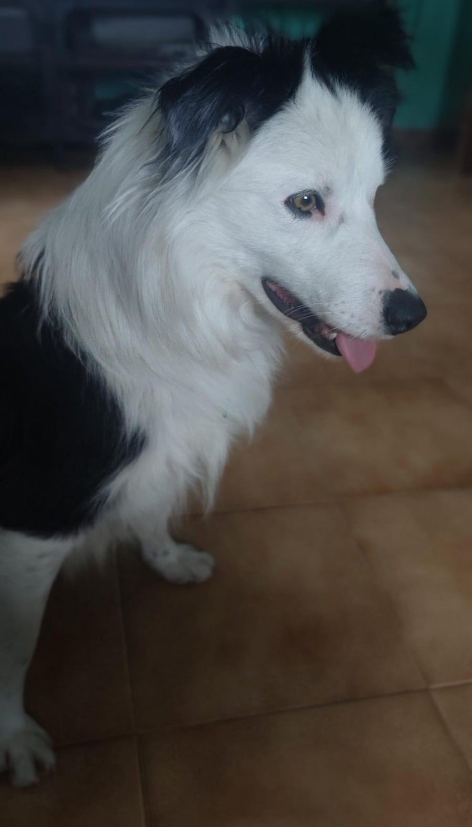 LunaProtectora's tweet photo. BOWIE💖

Es un border collie super bueno y cariñoso🤗

Tiene año y medio. Le gusta jugar, pero es un perro tranquilo, equilibrado y muy dócil😍

Se lleva bien con machos, hembras y humanos, y de momento hasta con gatos.

¿Que más podemos pedir?

protectorafundacionluna@gmail.com https://t.co/yvIaKzsKuY