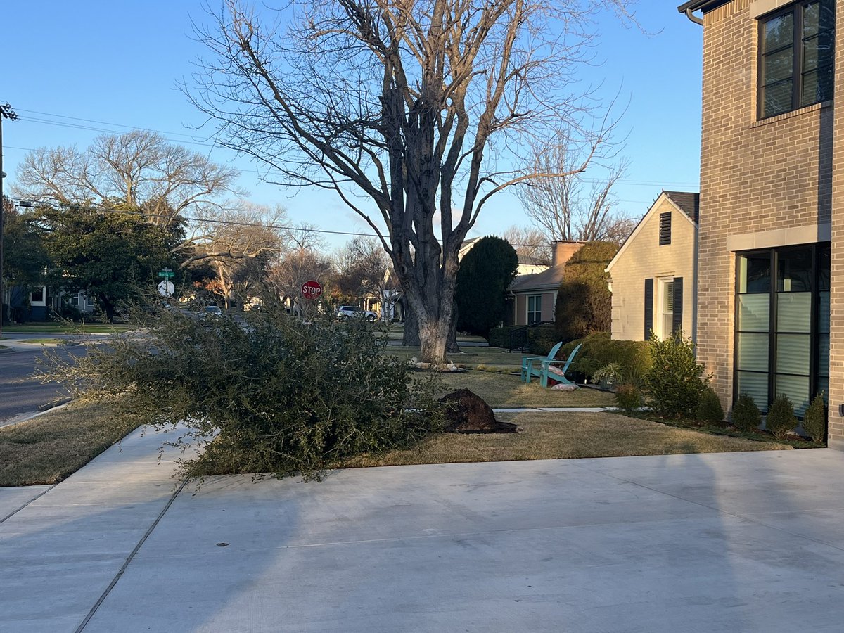 A few young trees uprooted by the wind gusts this morning #wind #eastdallas <a href="/wfaa/">WFAA</a>