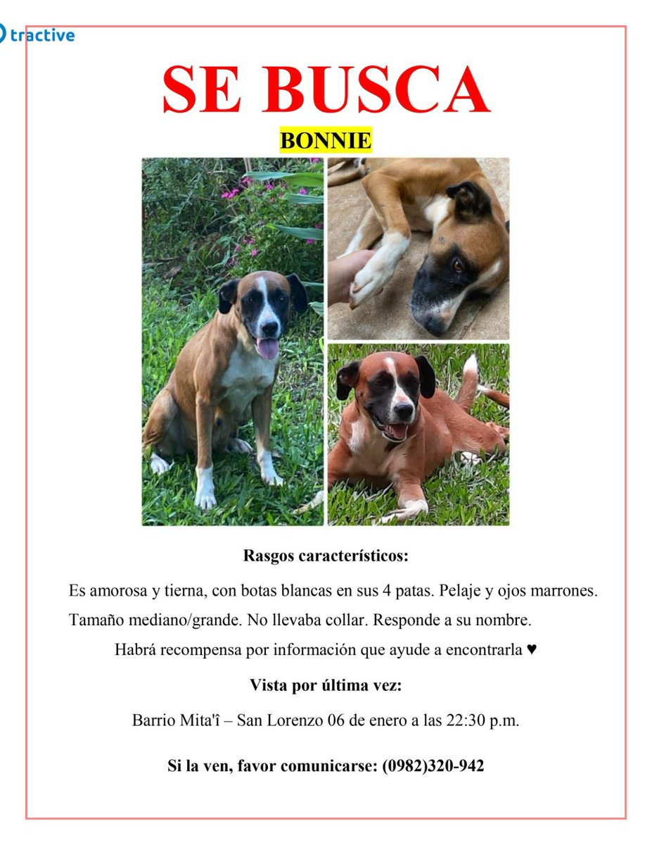 biadeathbat97's tweet photo. AYUDA! SE BUSCA A BONNIE!! Se perdió en la zona de barrio mita'i San Lorenzo el día 6 de enero, por favor compartan la publicación para que llegue a la mayor cantidad de personas https://t.co/7OWQmr1FR2