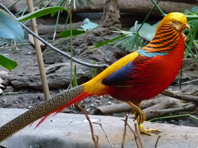 The characteristic of Golden Pheasants is that they rarely fly and spend most of their time on the ground. They mainly eat fruits, seeds and insects.