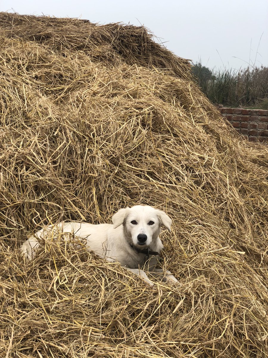 Farm vibes and furry friends – where hay becomes the comfiest throne. 🐾🌾 #HayDayPup #RuralCharm #BBCAfricaEye #Beckenbauer #BlackStars