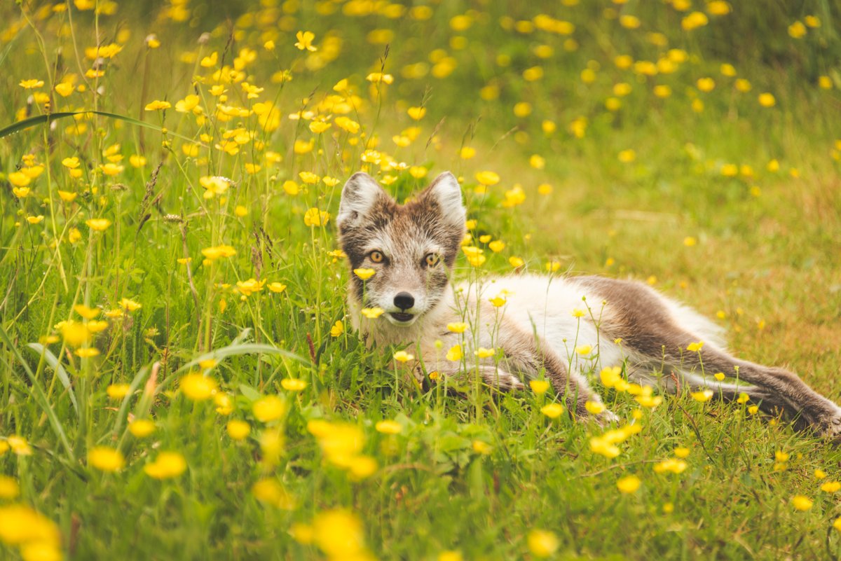 ~ History Meets Wildlife. 📸 There’s nothing better than capturing wildlife in their element. Explore the layout of the land and be on the lookout for the Arctic fox! He seemed to enjoy his photoshoot on this grey foggy day. ☁️