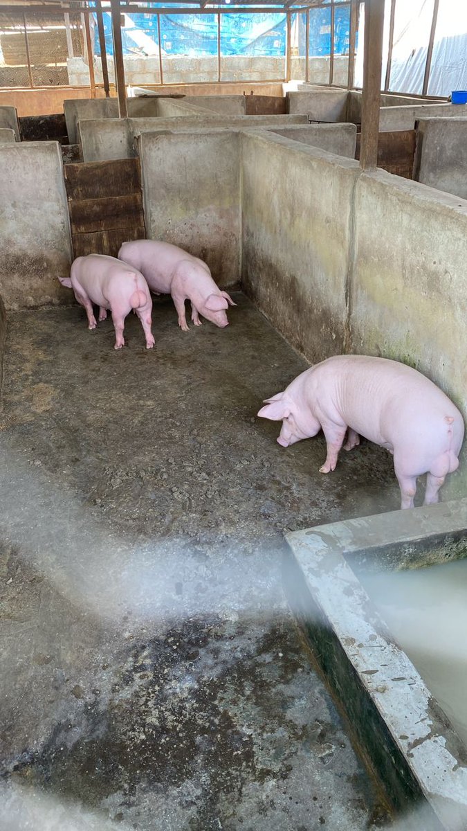 rehobothfarmltd's tweet photo. premium limited production stocks available...5months 70kgs+ (TN-LW) boars for sale 320k or don't bother https://t.co/PXQeQfxIIN