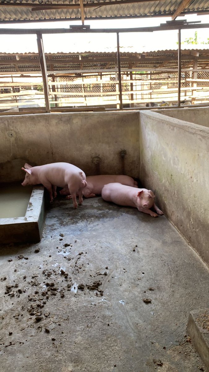 rehobothfarmltd's tweet photo. premium limited production stocks available...5months 70kgs+ (TN-LW) boars for sale 320k or don't bother https://t.co/PXQeQfxIIN