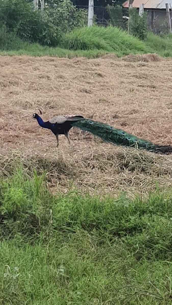 Barkingspace1's tweet photo. Goodnight 🥱 friends 
#Goodnight  #GoodnightEveryone #Peacock #photograph #photo #TweeterWorld #Tweet #Tweet https://t.co/R0WklWqo30