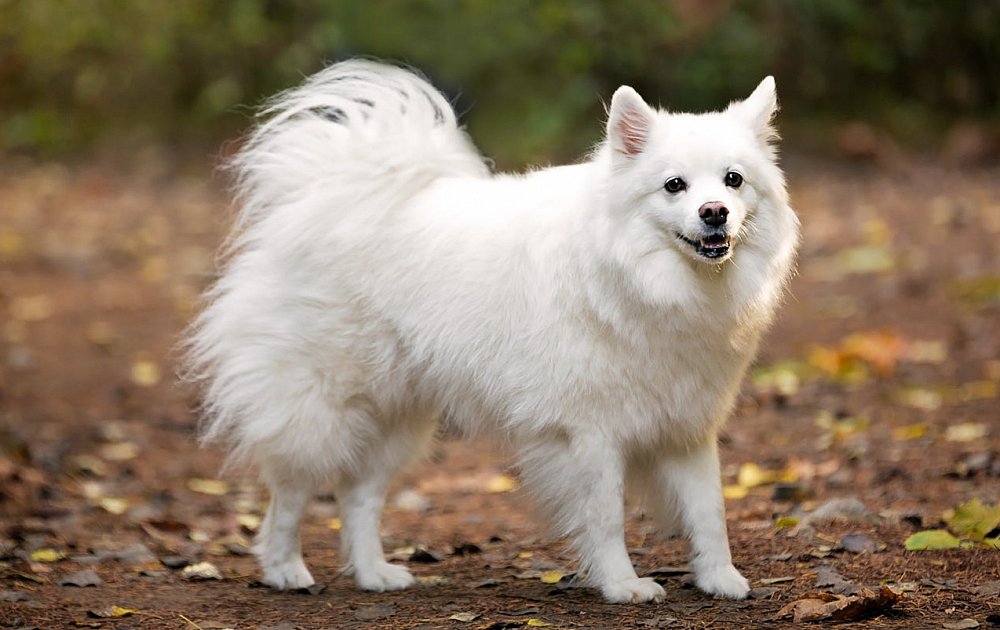 whyaredogscute's tweet photo. Strutting into the weekend like a fluff boss! 🐾✨ #dog #funny #cute #cutedog #fluffy #dogsofTwitter #TGIF https://t.co/7digLYLMxb