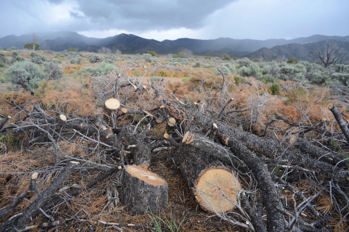 Biomass greenwashing 101: 1. Clearcut native Pinyon-Juniper forests in Nevada. 2. Grind them into pellets & dry them with natural gas. 3. Ship them 5,000+ miles to Denmark. 4. Burn them in a power plant 5. Call it green energy. Governor @JoeLombardoNV: stop this madness!