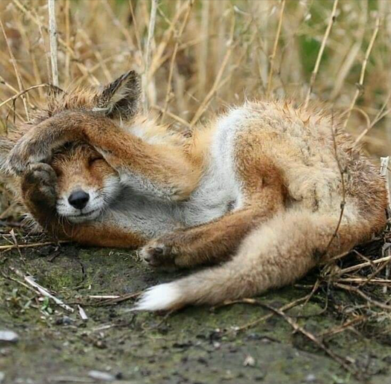 ProtectTheWild_'s tweet photo. "Wake me up when it's all over"

We're right in the middle of the fox hunting season now. A sick pastime that is illegal but still goes on due to weak legislation.

RT and follow us if you're against fox hunting. 

@ProtectTheWild_ https://t.co/Jq9DC64ZFn