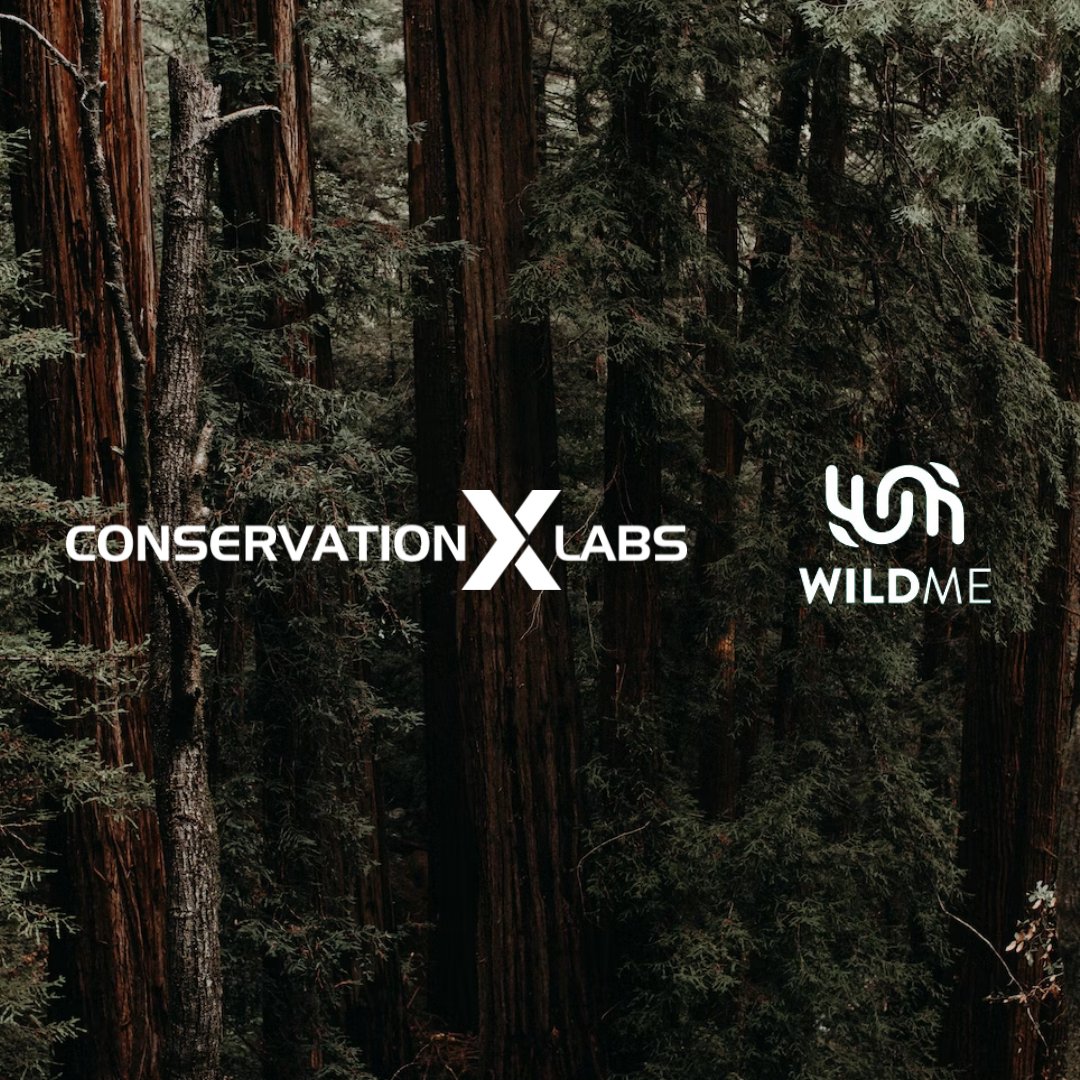We’re thrilled to announce that Conservation X Labs and @wildmeorg have merged to grow the impact of AI on planetary health and extinction prevention. Learn more about this significant collaboration in our press release: conservationxlabs.com/news/conservat…
