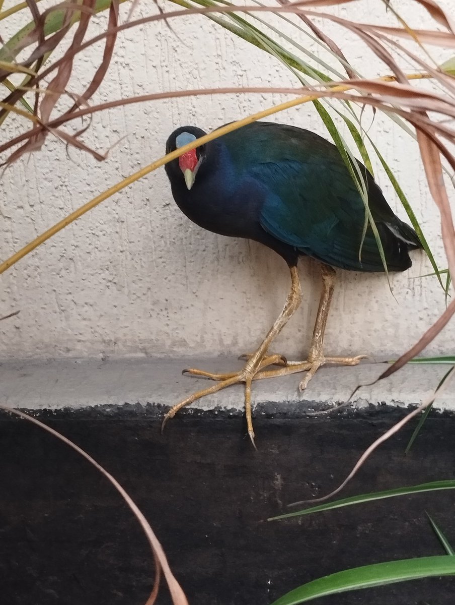 gInaKpc's tweet photo. @AnimalesBOG  Buenos días ,urgente, en el edificio donde vivo , esta especie está herida , estamos tratando de comunicarnos por teléfono pero no contestan https://t.co/PoTLLvKciJ