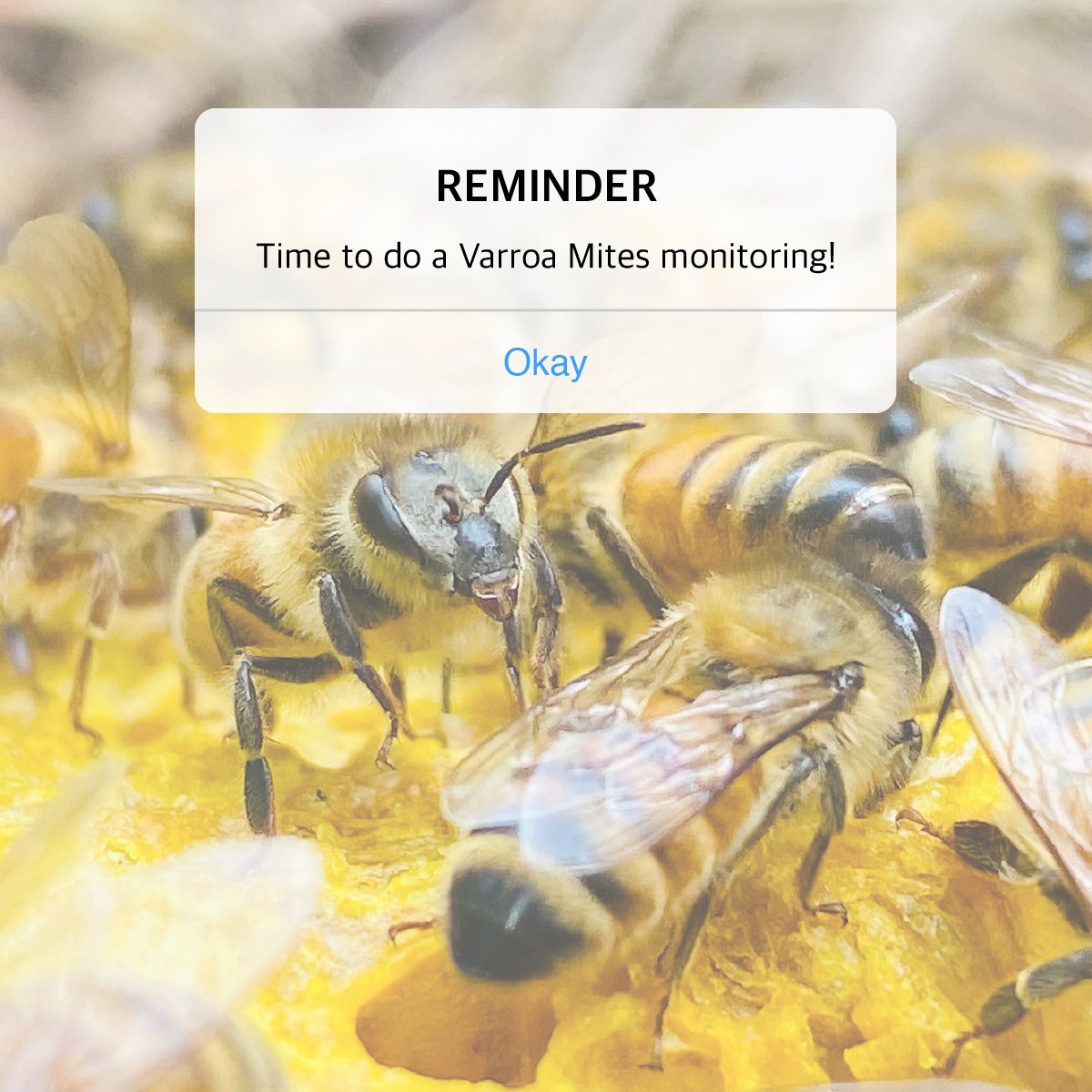 sunvaraco's tweet photo. 📢 Don't forget to check your beehives for varroa mites 📢

Varroa mites can be a significant threat to bee colonies, even during winter. If mite levels are high, consider appropriate treatment methods. https://t.co/Hbx09hDFmt