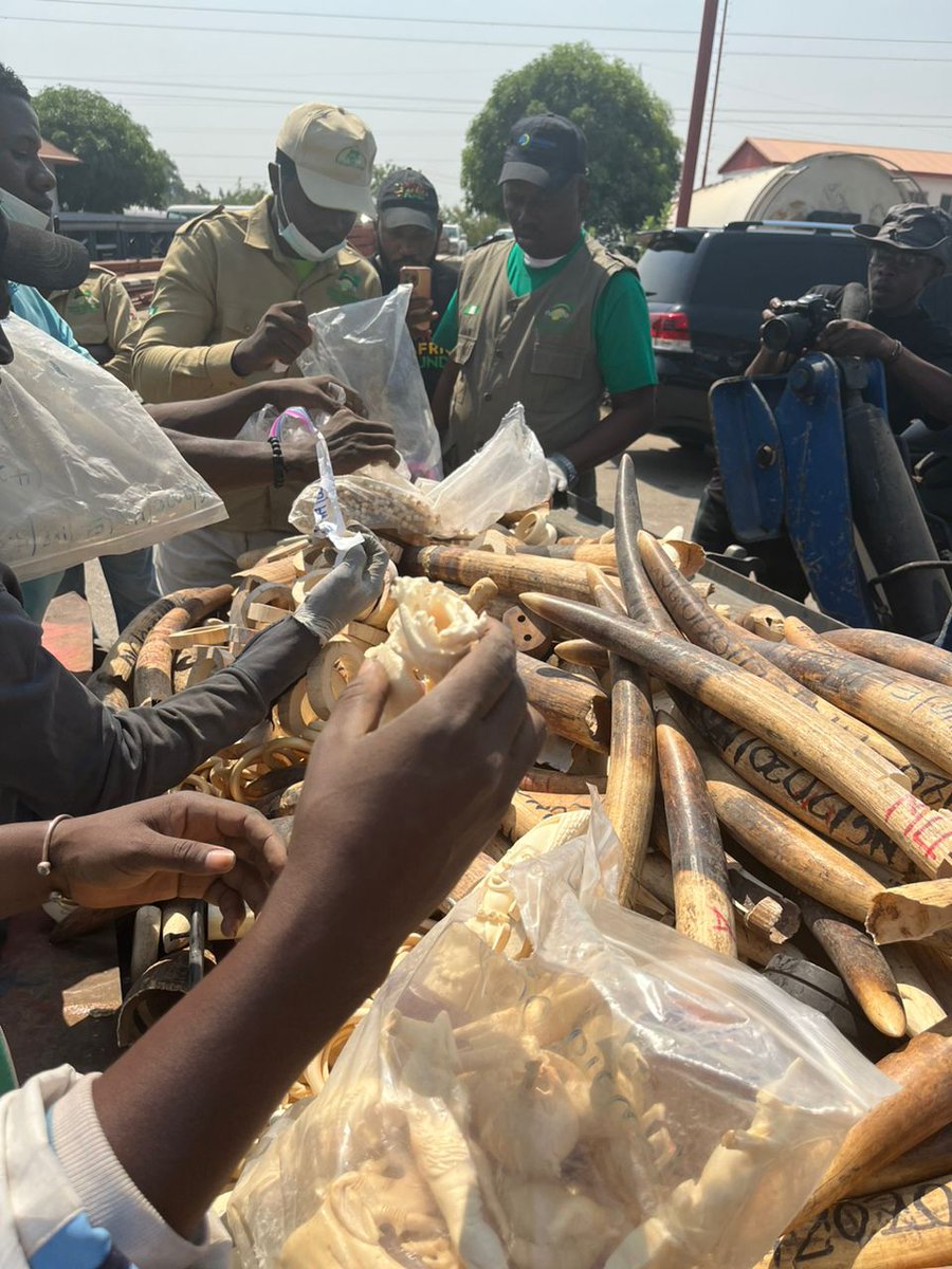 EPIAfrica's tweet photo. Breaking News: Abuja #Nigeria, govt destroys its 2.5 tonnes ivory stockpile!  Crushed into tiny fragments.  'A powerful message that #Nigeria doesn't tolerate illegal trade & is taking steps to protect remaining elephant population' says @JohnEScanlon.  @EPIAfrica proud to work with @NESREANigeria  & @WildAfricaFund on this. More to follow....