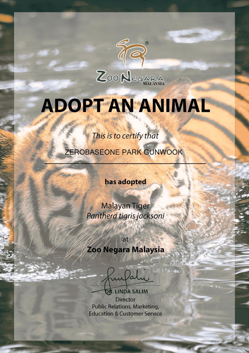 gunwookcutie's tweet photo. in order to celebrate gunwook's birthday, i adopt wira (a malayan tiger) at zoo negara malaysia under 'zerobaseone park gunwook' 🎂🤍

OUR MIRACLE GUNWOOK DAY
#어라라_건욱이몇살_거뉴기20쨜
#찬란하게_빛날_건욱이의_스물
#AceofStarsGunwook https://t.co/lCCLcJSgej