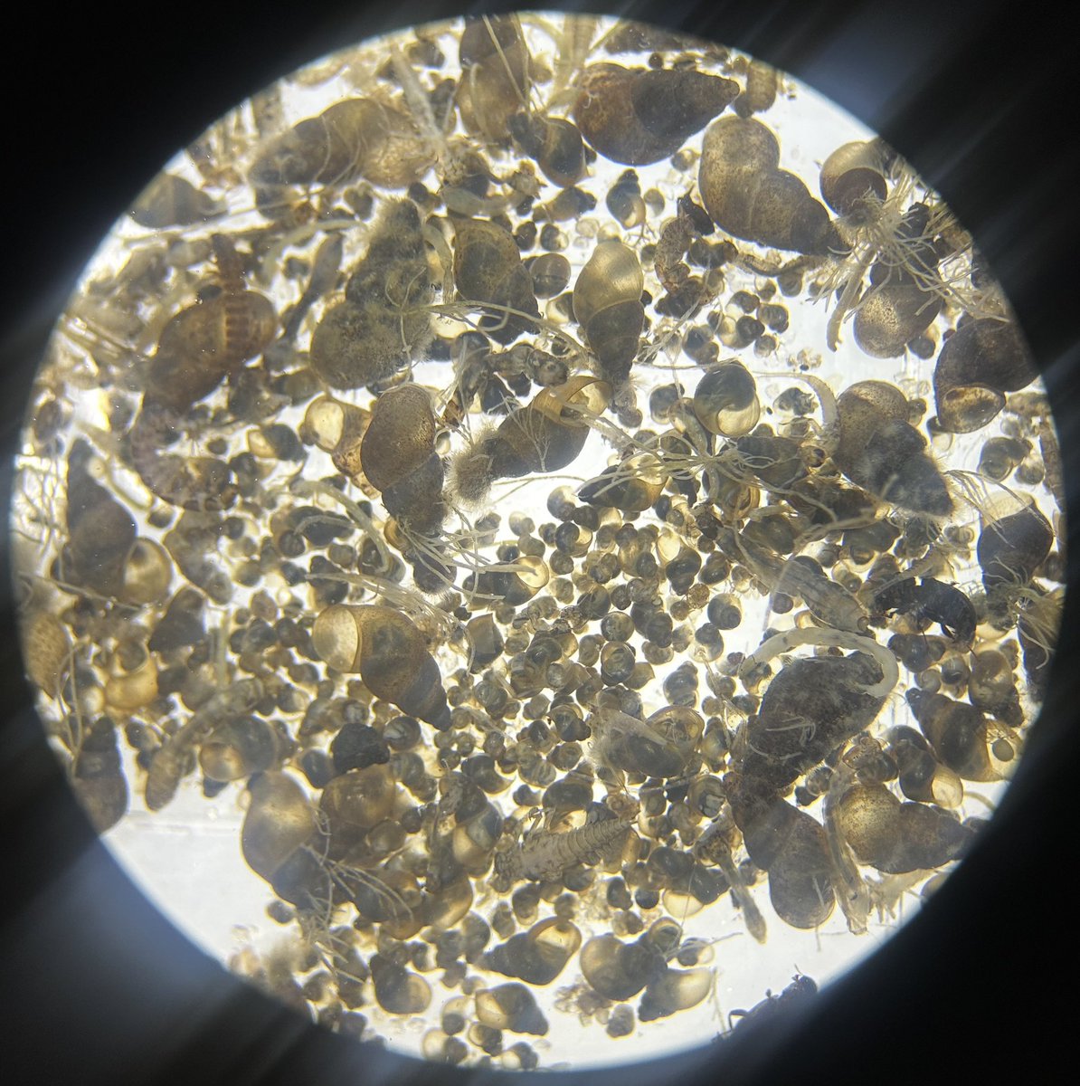 LSSU CFRE tweet media