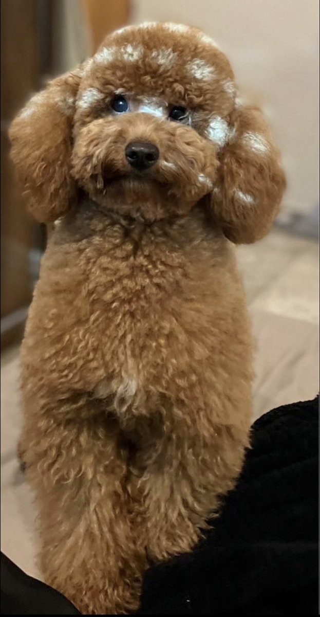 _areeeja's tweet image. Lost in #shuhada #منطقة_الشهداء 
His name is Winston