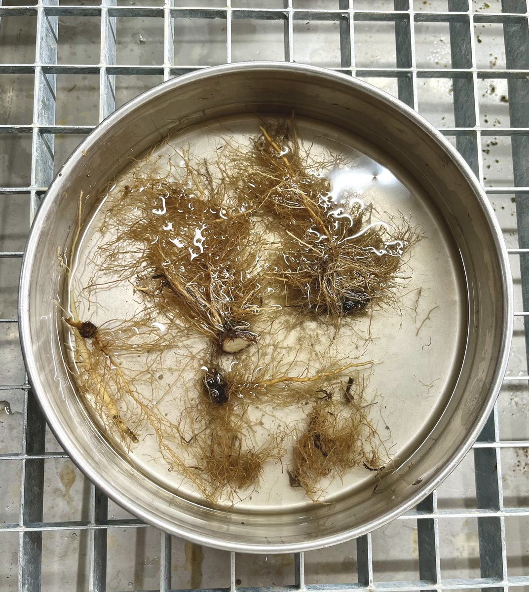 PierreMariotte's tweet photo. #Root washing of our mesocosm #drought experiment โ๏ธ๐ฑ #DryMountProject @agroscope @AllanEcology @emilie_roinel https://t.co/8KKXUtKuru