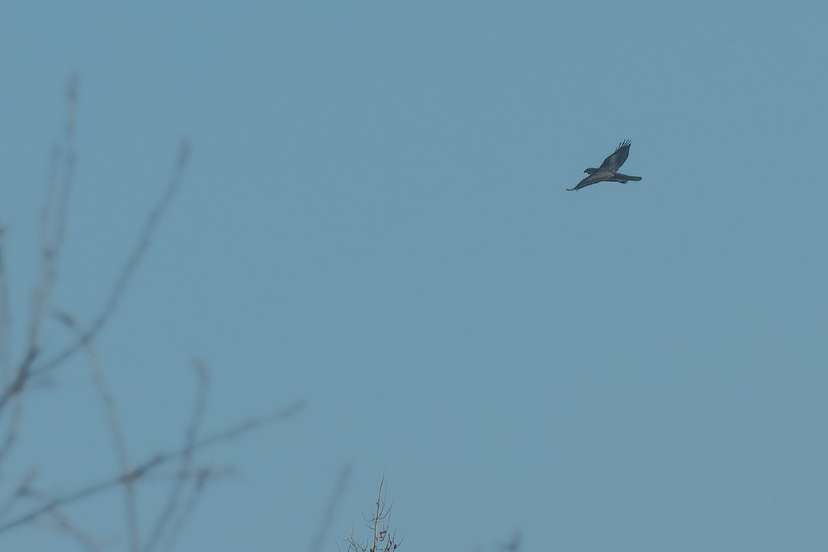 Mick Saunt 🇵🇸 tweet media