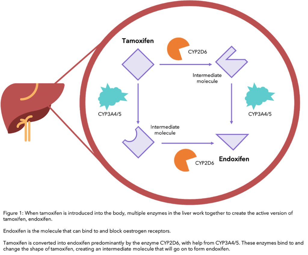 FosterDrugInfo's tweet photo. ⚠️#Paroxetine is a strong CYP2D6 inhibitor and should be avoided in women taking #Tamoxifen.
‼️#SSRIs help reduce #Hot_Flashes in women on Tamoxifen, but their coadministration reduce the activity of the enzyme that converts tamoxifen to its most active metabolite, #Endoxifen. https://t.co/moX98tBIl5