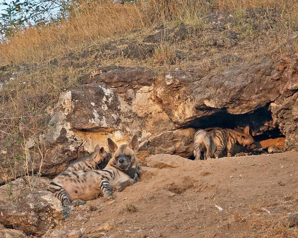 ratnayog's tweet image. धानोरी कडील बॉम्बे साप्रस टेकडी वर 3/4 तरस आहेत आपल्या पैकी कोणी जर दिघी धानोरी डोंगराकडे वॉकिंग la जात असेल तर सावध रहावे रिस्क आहे.
Near Bombay Saprus Hill from Dhanori 3/4 Hyenas seen if any of us are going towards Dighi Dhanori hill so be careful #hyenes #Pune #Maharashtra