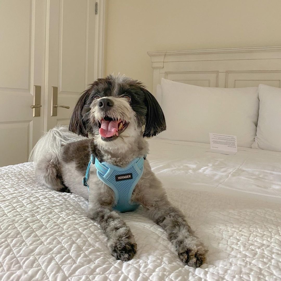 bestpetinc's tweet image. What&apos;s better than a snow day? A snow day that keeps your hooman home from work so you can get all of the attention! 🤭❄️⁠
⁠
@percythepompoo is looking incredible in their baby blue Step-In Flex harness! 💙⁠

#snowday #dogharness #adjustableharness #voyagerharness