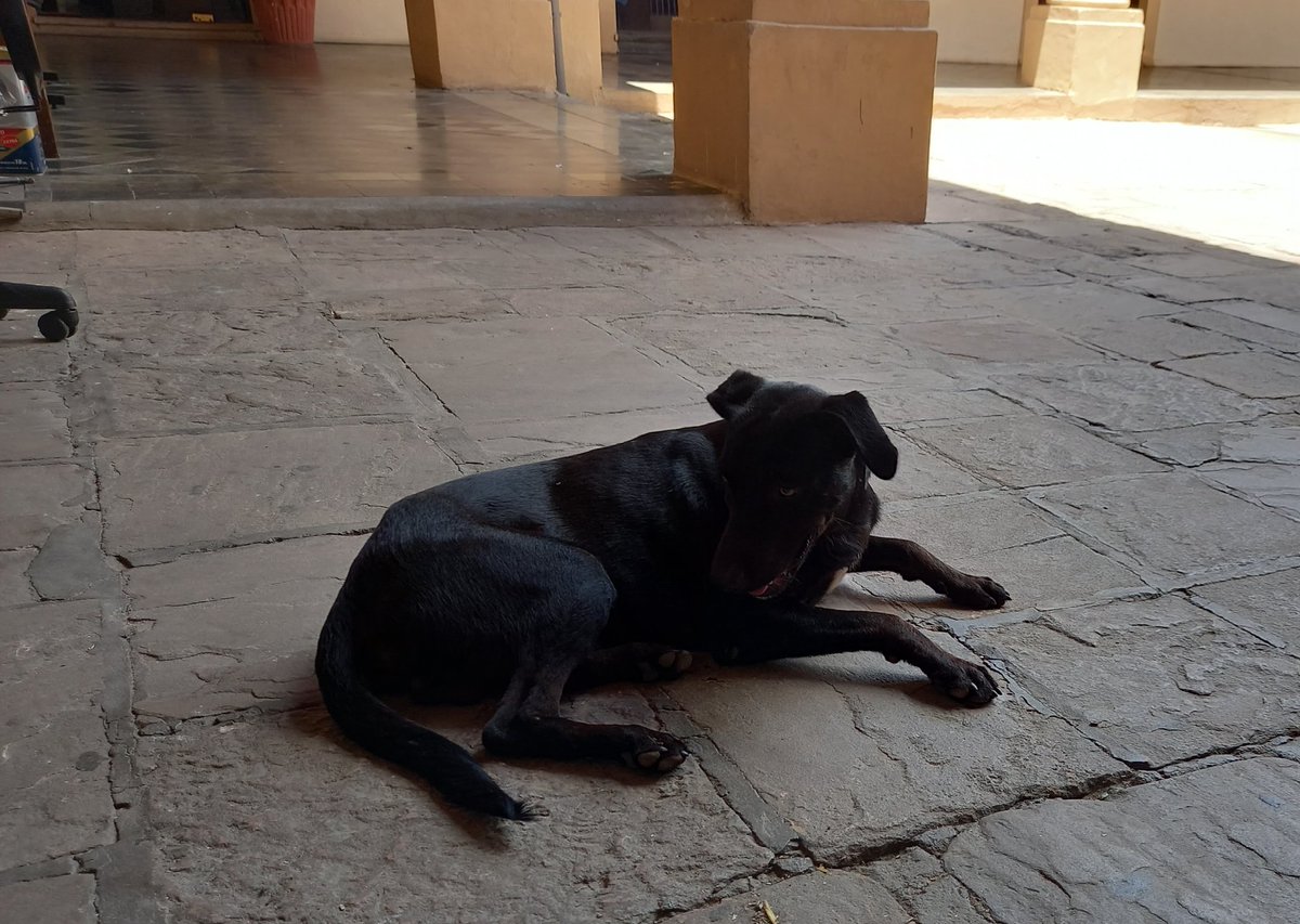 Francis970AM's tweet photo. EL PERRO DEL CONGRESO JADEANTE El perro chacariteño, de nombre Pilo, decidió desde meses atrás quedarse en la sede legislativa antes que seguir con su ajetreada vida en la zona baja del barrio Ricardo Brugada. "Pilo" hace guardia con los efectivos policiales😁👌 https://t.co/CnB9REQwdj