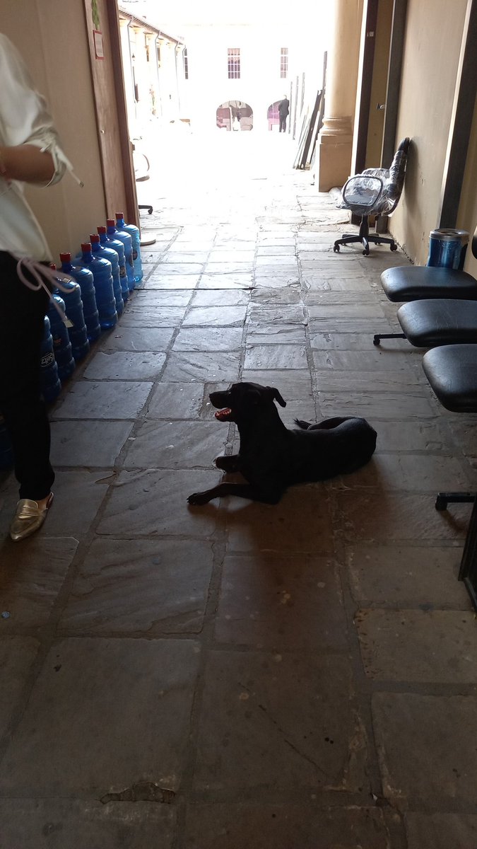 Francis970AM's tweet photo. EL PERRO DEL CONGRESO JADEANTE El perro chacariteño, de nombre Pilo, decidió desde meses atrás quedarse en la sede legislativa antes que seguir con su ajetreada vida en la zona baja del barrio Ricardo Brugada. "Pilo" hace guardia con los efectivos policiales😁👌 https://t.co/CnB9REQwdj