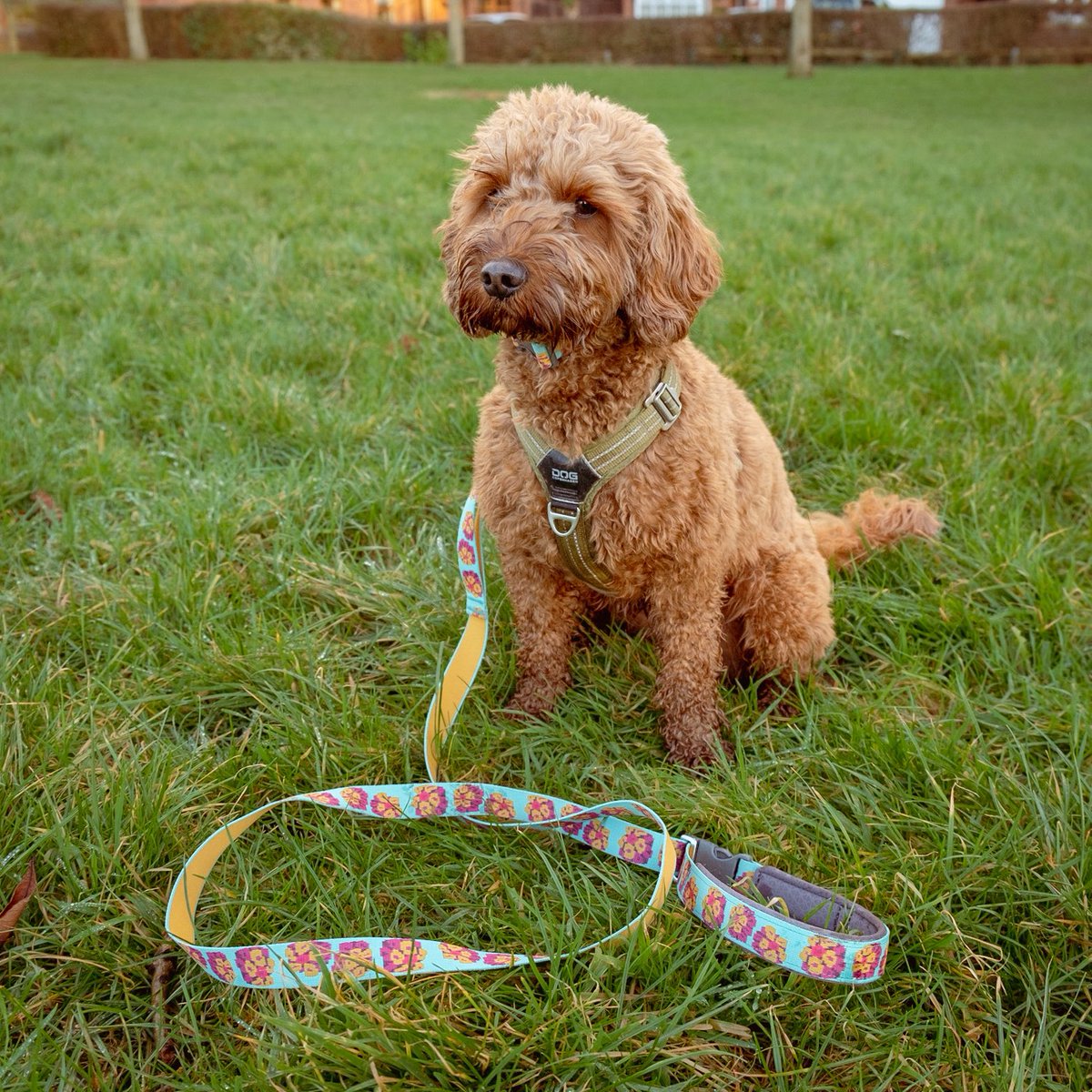 CockapooDaisy's tweet image. Thank you @bemorebob2 for my lovely lead, and for your excellent customer service.