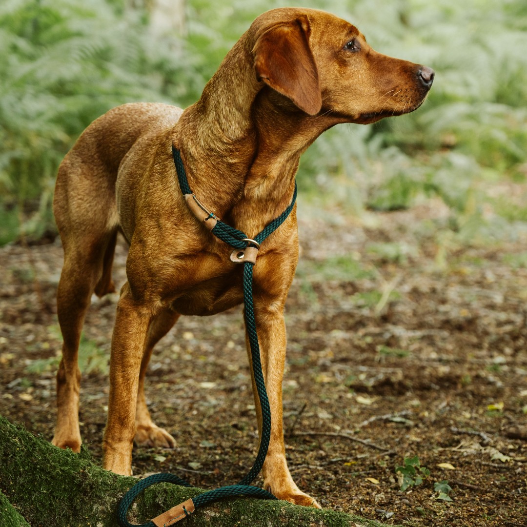 RuffTumbleCoats's tweet photo. Country-style traditional Leads from Ruff and Tumble.
Dog walks just got even better...
SHOP: https://t.co/2KEsqVgvNx
📷IG @webelong_outdoors_
#ruffandtumble #dryingcoats #bestdryingcoats #dogdrying #dogwet #dogcold #colddogs #wetdogs #smellydogs https://t.co/pglJFfZPwT