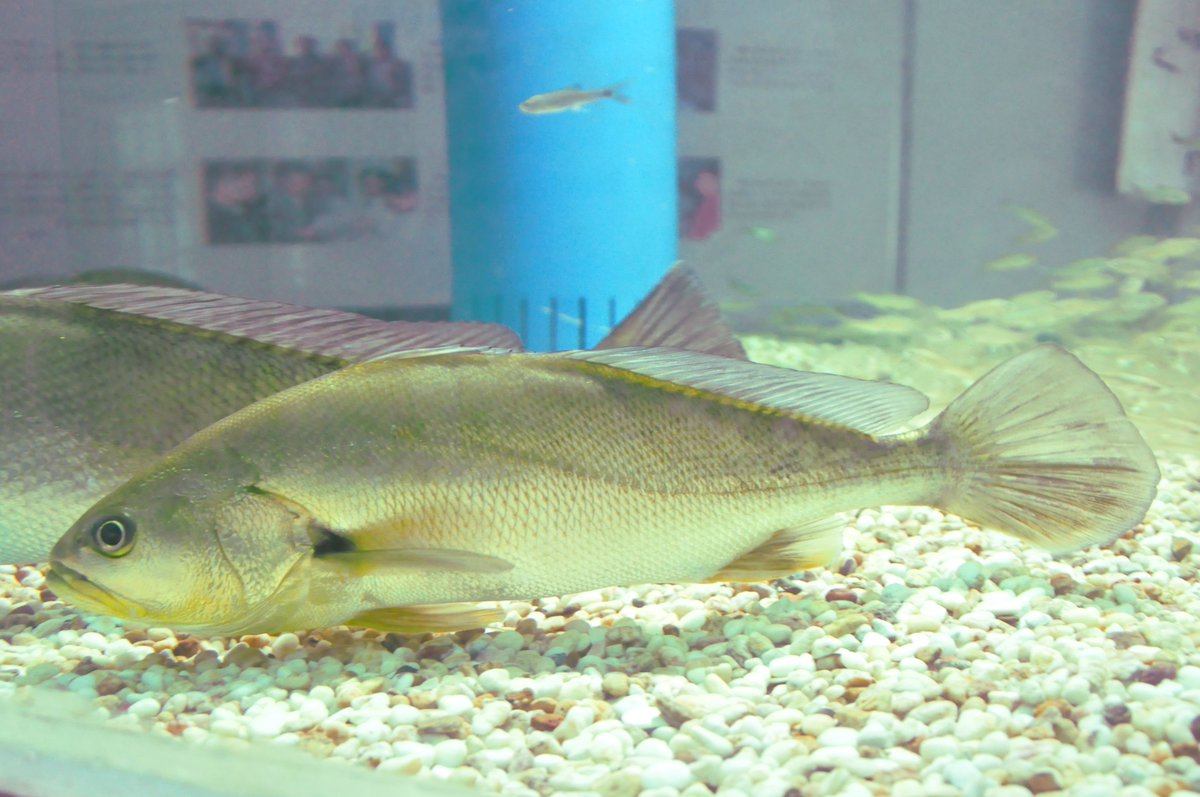 Molecular Ecology (@molecology) on Twitter photo New in ME!
By <a href="/RongfengC/">Rongfeng Cui</a> et al., predicting haplotype-specific genetic load and outlooks for purging deleterious variants from captive populations in the endangered giant croaker 𝘉𝘢𝘩𝘢𝘣𝘢 𝘵𝘢𝘪𝘱𝘪𝘯𝘨𝘦𝘯𝘴𝘪𝘴. <a href="/WileyEcolEvol/">Wiley Ecology & Evolution</a>
Read more: buff.ly/48BlUjU New in ME!
By <a href="/RongfengC/">Rongfeng Cui</a> et al., predicting haplotype-specific genetic load and outlooks for purging deleterious variants from captive populations in the endangered giant croaker 𝘉𝘢𝘩𝘢𝘣𝘢 𝘵𝘢𝘪𝘱𝘪𝘯𝘨𝘦𝘯𝘴𝘪𝘴. <a href="/WileyEcolEvol/">Wiley Ecology & Evolution</a>
Read more: buff.ly/48BlUjU