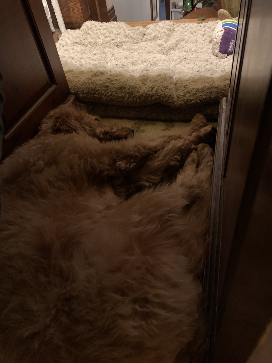 A perfectly good dog bed in front of my office desk not being used. #NoLegRoom

Good thing Rosalita is so cute.