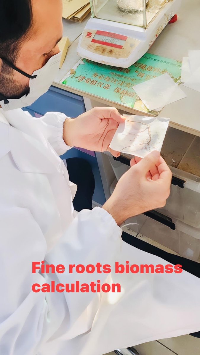 IjlalHaidar5's tweet image. Measuring fine roots biomass.
#Ecologicalstoichiometry 
#Fineroots
#SSRG